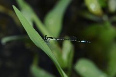 Agriocnemis clauseni