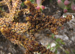 Crassula muscosa muscosa