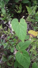 Dictyanthus reticulatus