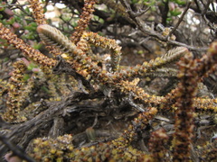 Crassula muscosa muscosa