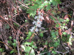 Holothrix parviflora