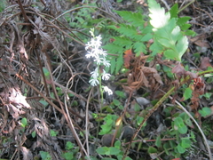 Holothrix parviflora