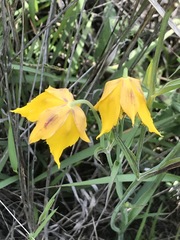 Calochortus barbatus