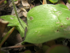 Holothrix parviflora