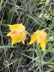 Calochortus barbatus