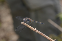 Trithemis festiva