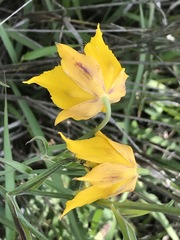 Calochortus barbatus