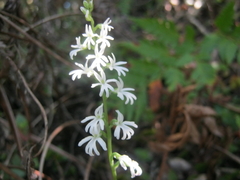 Holothrix parviflora