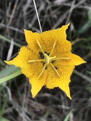 Calochortus barbatus