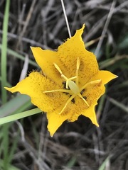 Calochortus barbatus