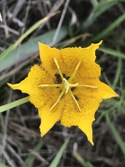 Calochortus barbatus
