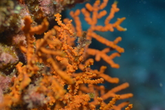 Anthogorgia ochracea