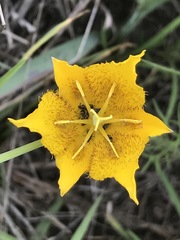 Calochortus barbatus