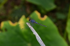 Trithemis festiva