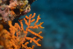 Anthogorgia ochracea