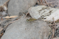 Diplacodes trivialis