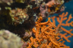 Anthogorgia ochracea