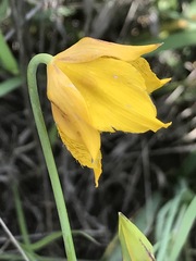 Calochortus barbatus