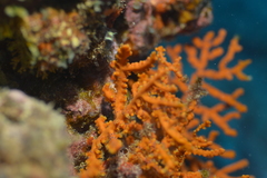 Anthogorgia ochracea