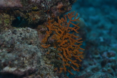 Anthogorgia ochracea