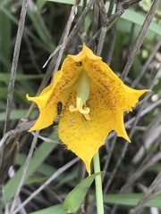 Calochortus barbatus
