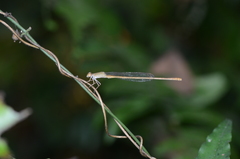 Ceriagrion olivaceum