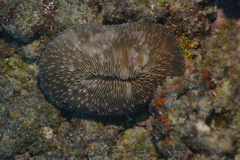 Lobactis scutaria