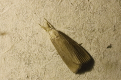 Calamotropha paludella