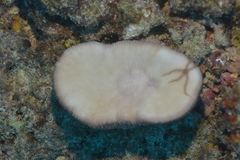 Lobactis scutaria