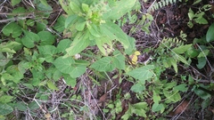 Dictyanthus reticulatus