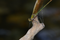 Neurobasis chinensis