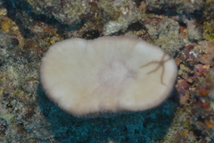 Lobactis scutaria
