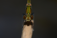 Neurobasis chinensis