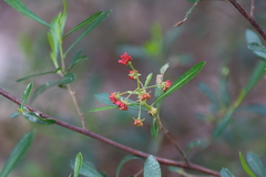 Dodonaea viscosa cuneata