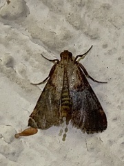 Cacozelia basiochrealis