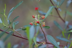 Dodonaea viscosa cuneata
