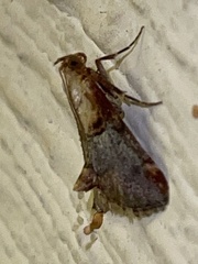 Cacozelia basiochrealis