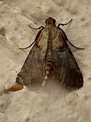 Cacozelia basiochrealis