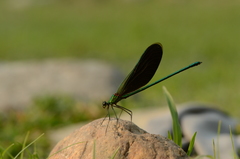 Neurobasis chinensis