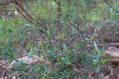 Dodonaea viscosa cuneata