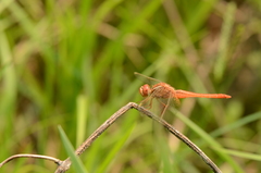 Crocothemis servilia