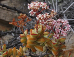 Crassula rupestris rupestris