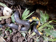 Uropeltis