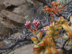 Crassula rupestris rupestris