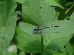 Burmagomphus sivalikensis