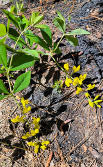 Baptisia cinerea