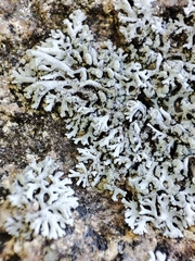 Physcia dimidiata
