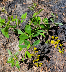 Baptisia cinerea