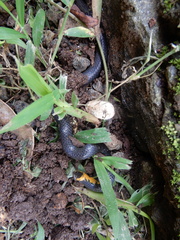 Uropeltis