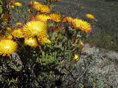 Drosanthemum bicolor